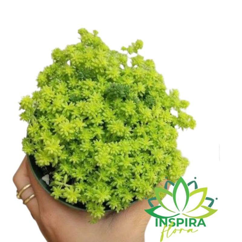 水草 Yuto 01 Suculenta Carpete Dourado Sedum Japonicum Tokyo Sun Cuia 13